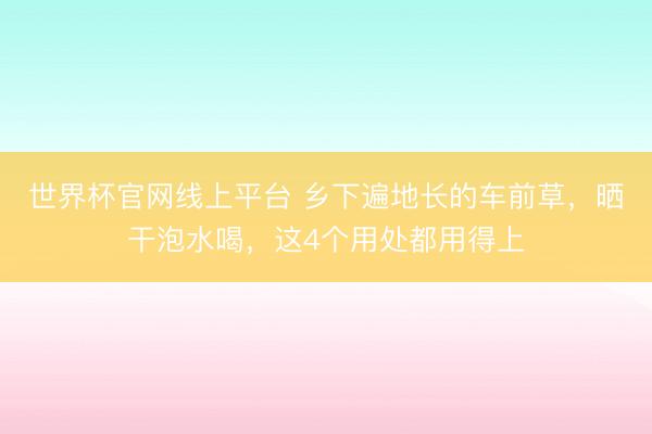 世界杯官网线上平台 乡下遍地长的车前草，晒干泡水喝，这4个用处都用得上