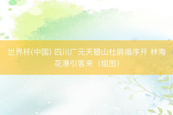 世界杯(中国) 四川广元天曌山杜鹃循序开 林海花瀑引客来（组图）